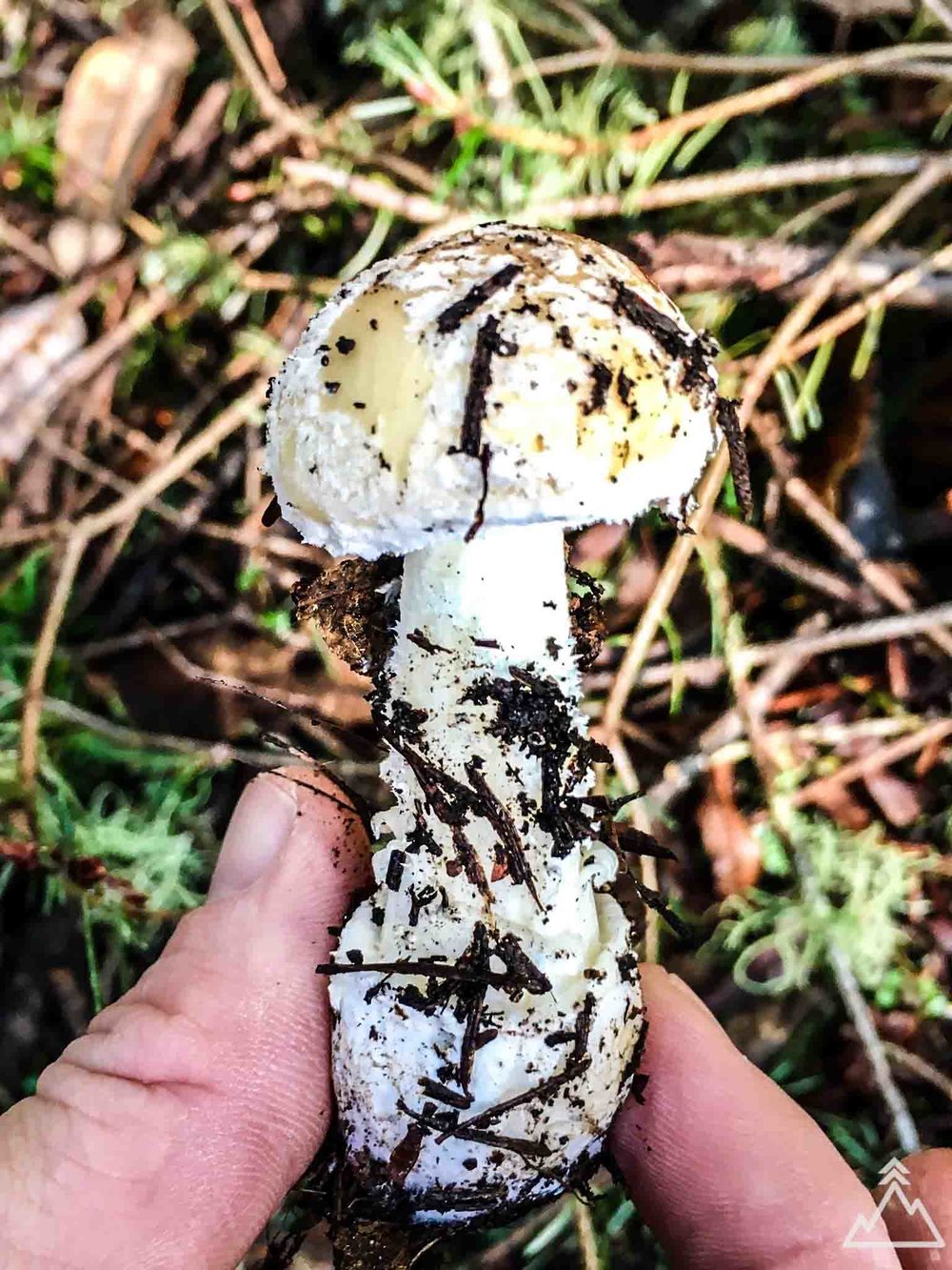 Death Cap