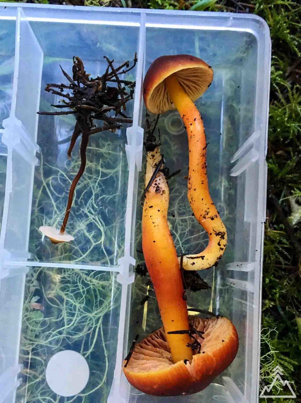 California Mushrooms