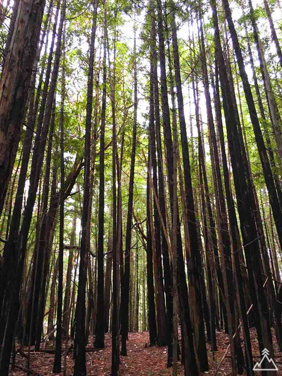 Pygmy Redwood Grove