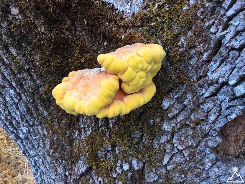 Henry Coe fungi