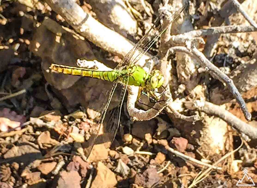 Dragonfly