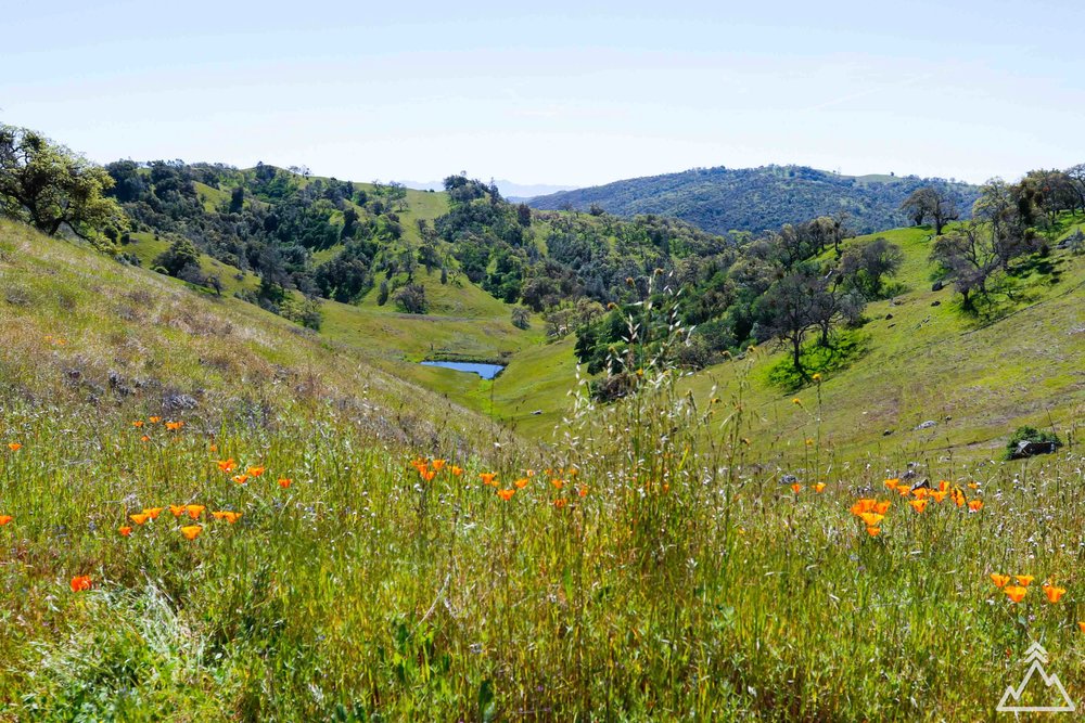 Henry W. Coe Superbloom