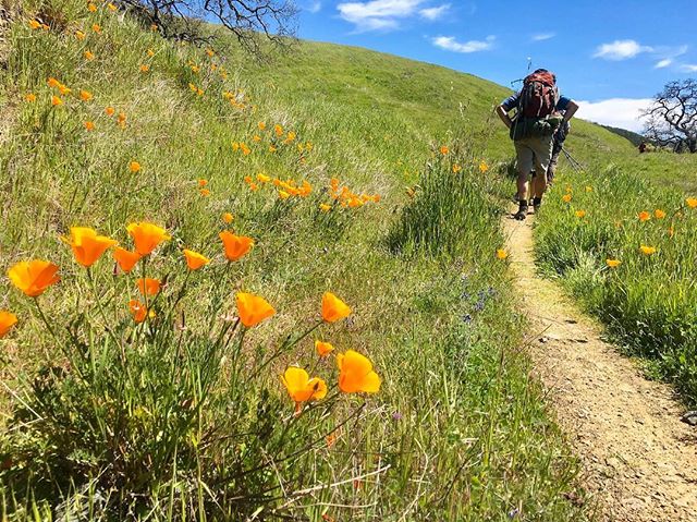 New blog post! Our Coit Lake Trek is up on the blog. Check it out, it's featured on our front page (link in bio).
.
.
#firtop #firtophikes #makeittothetop #happyhiking #henrycoestatepark #henrycoe #coitlake #californiapoppy #superbloom #californiasta