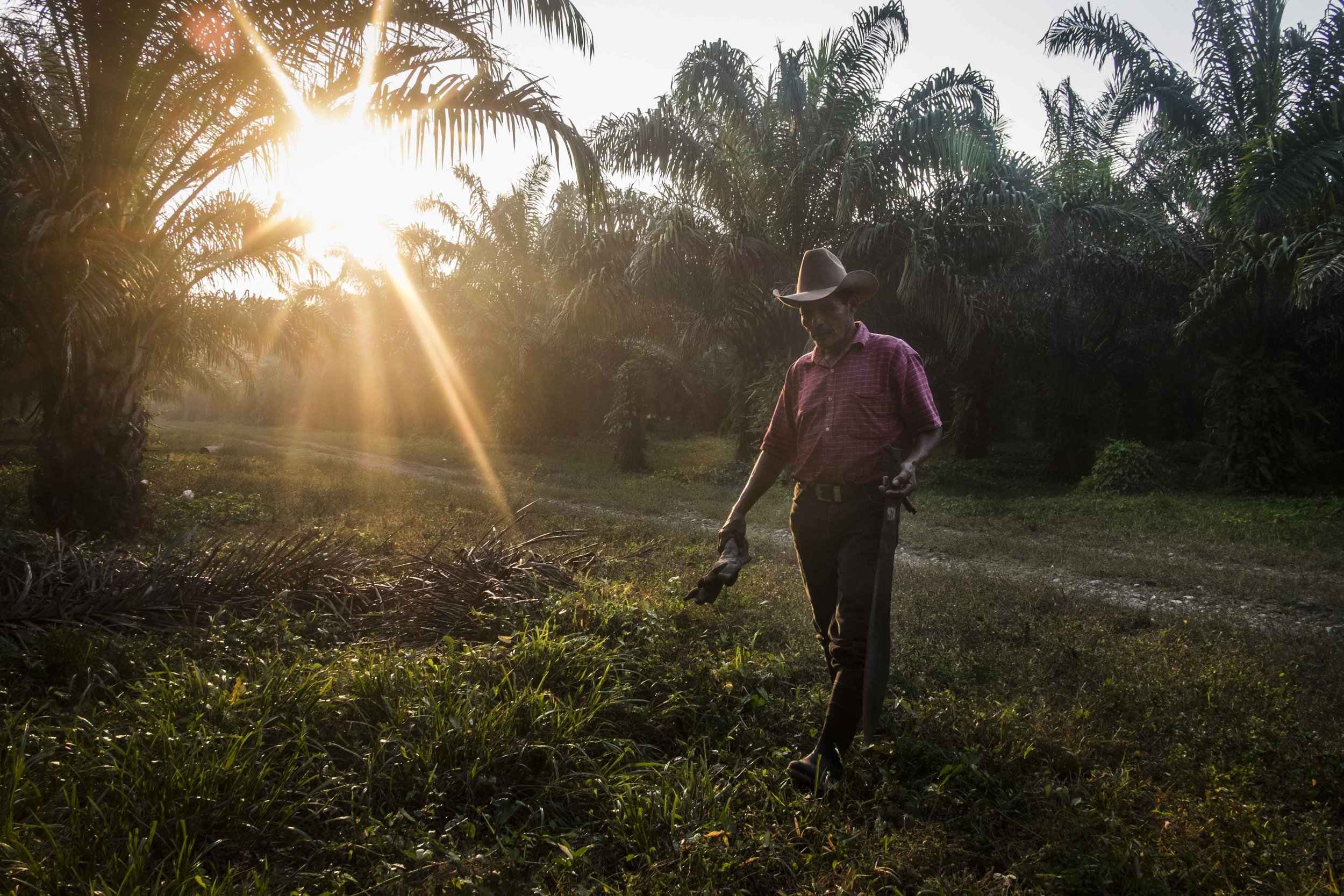 A peasant in African oil palm plantations in the Bajo Aguan region. Various farming communities who live in the valley of Bajo Aguan, on the Atlantic coast of Honduras, suffer repression and live in a situation of violence with a high level of murde