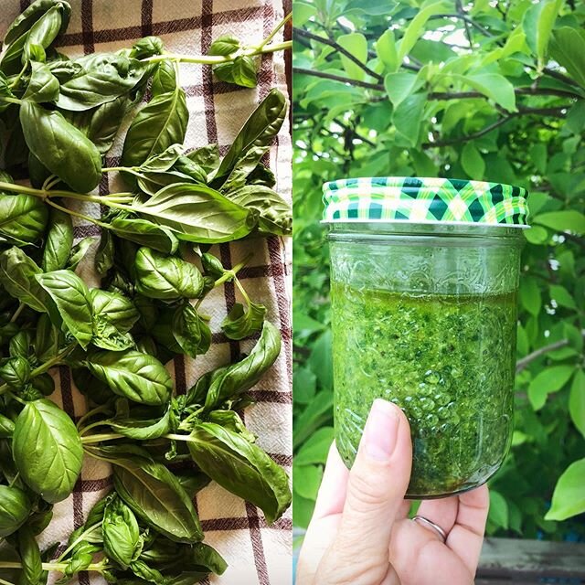 Premier pesto du jardin 😍❤️ #basilgarden #homemadepesto🍃  #madewithlove❤️ #leblogdeverone