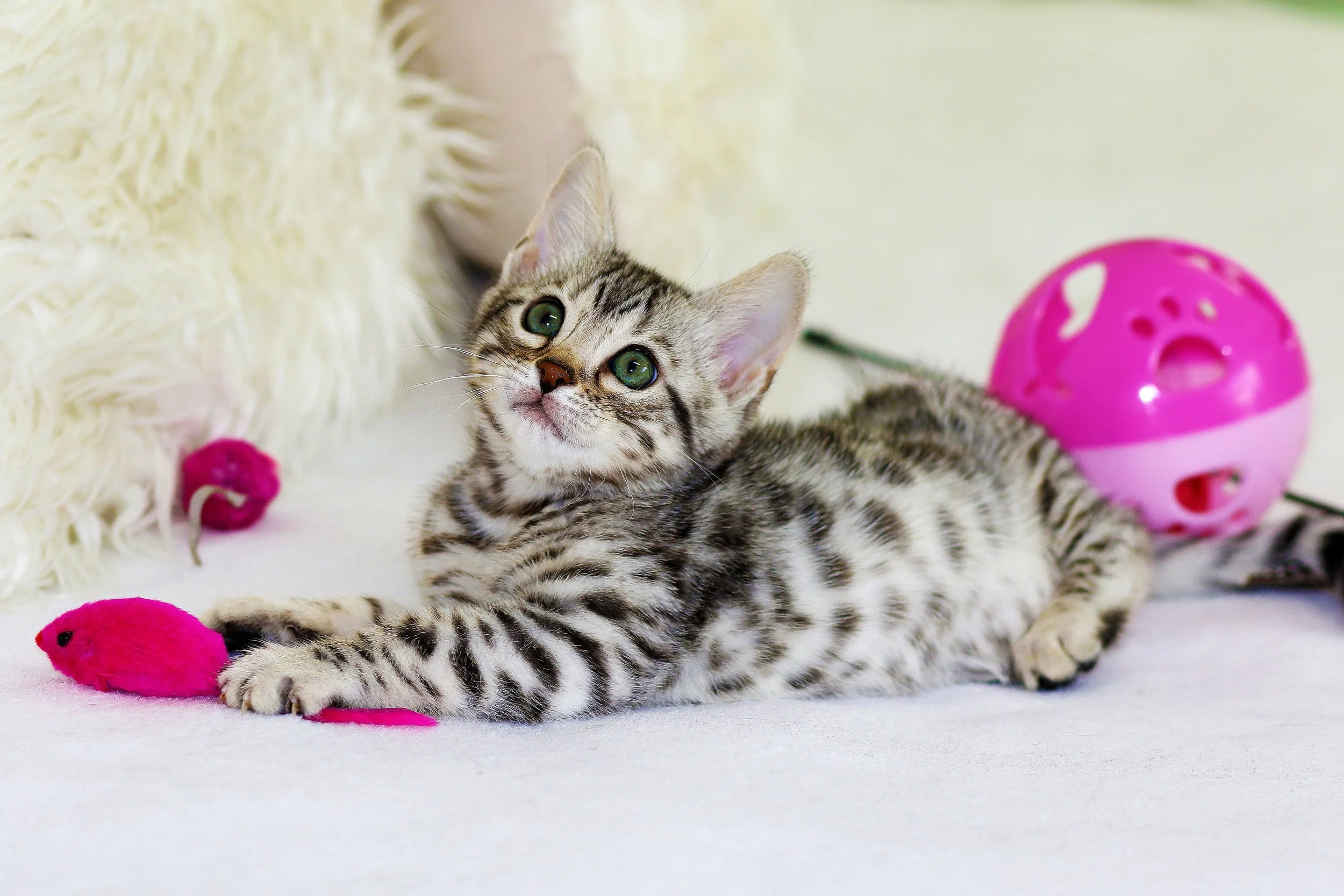 Here’s a photo of an adorable kitten to balance out the intense feels over these bullshit bans