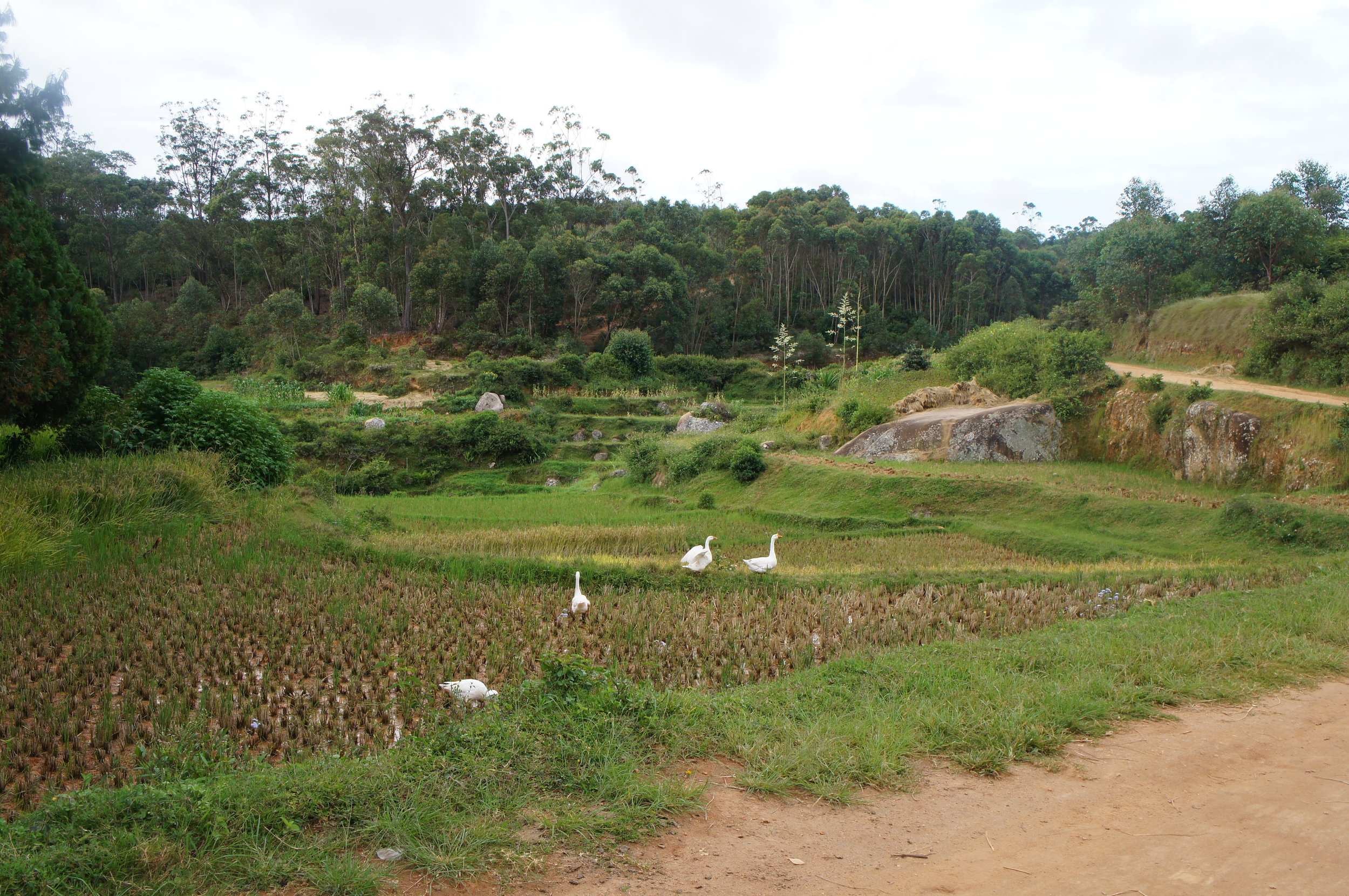 Ramatoa mpampianatra