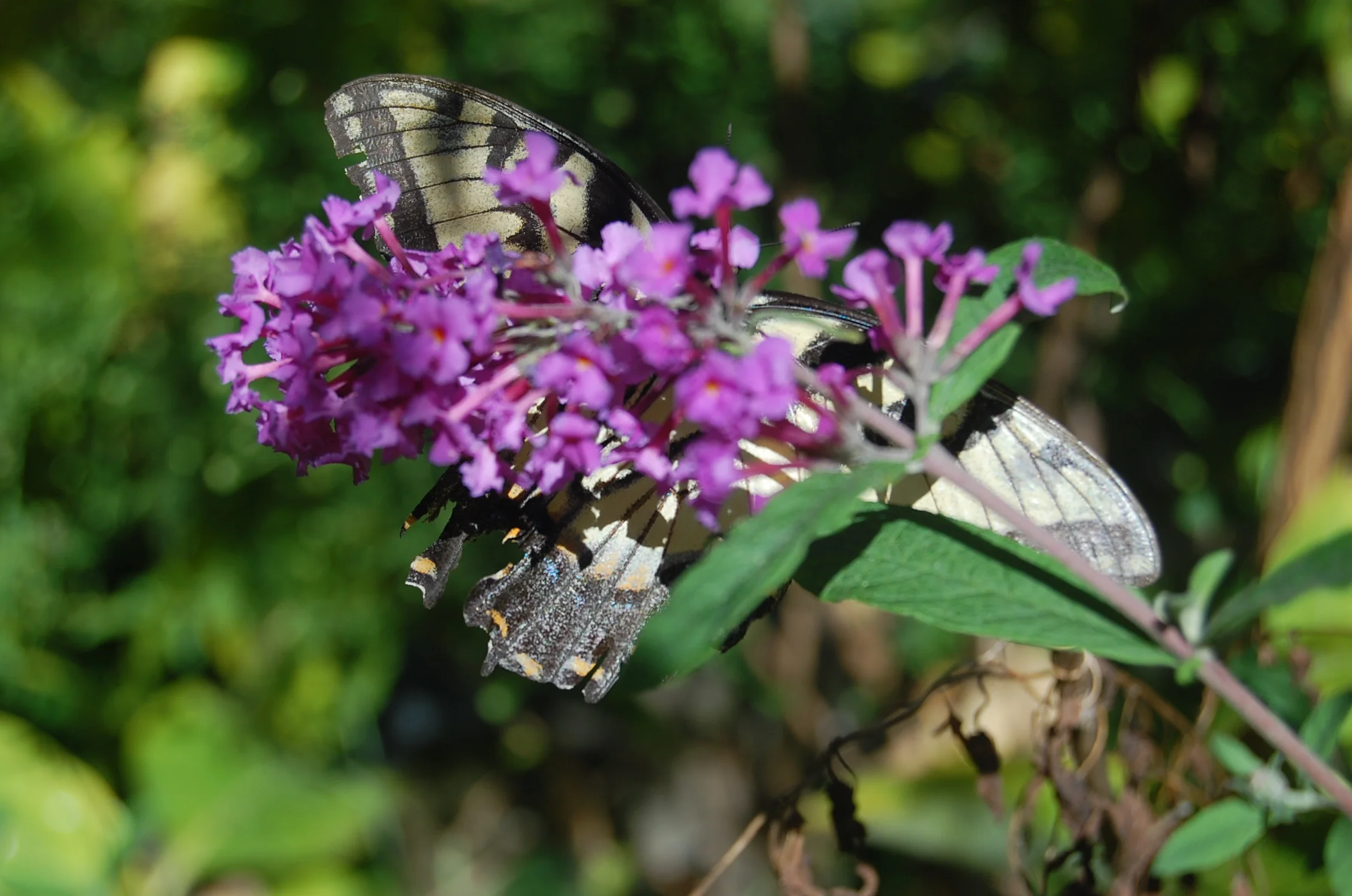  Raha manta vary indray mandeha