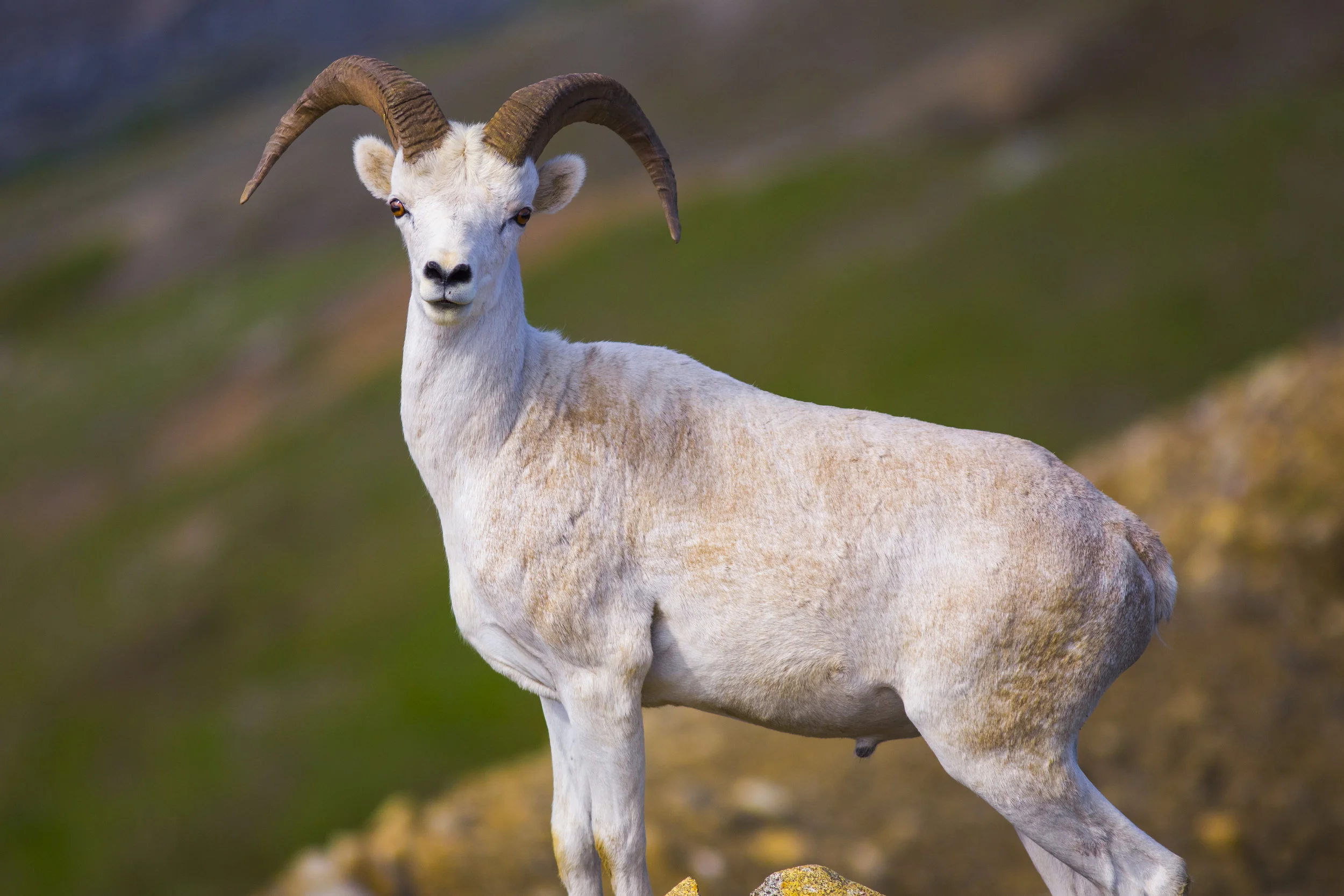 A curious Dall sheep ram.