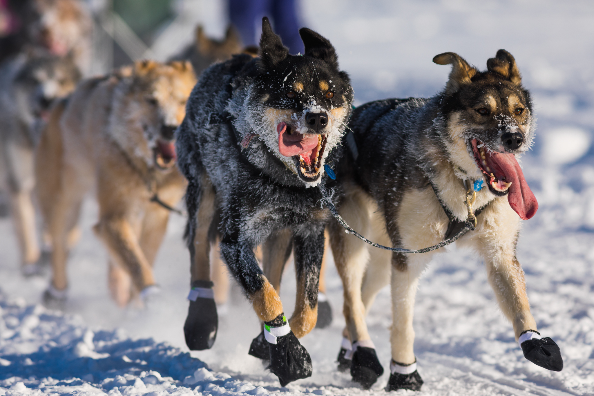 2017 Iditarod