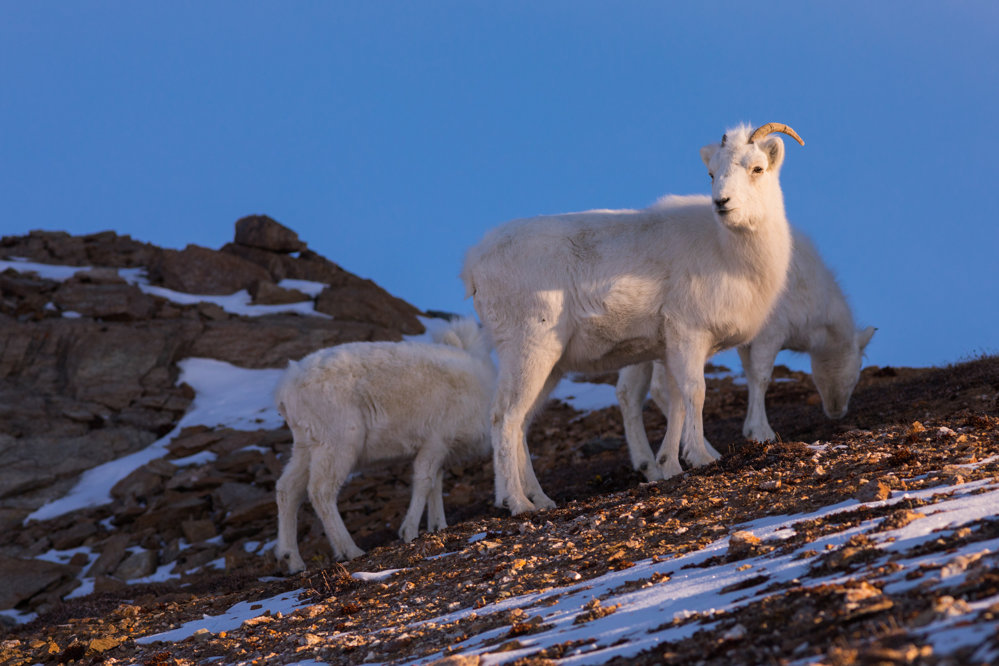 Dall Sheep