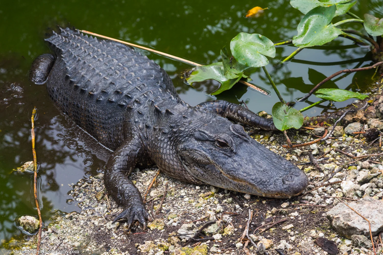 Alligator basking in Everglades National Park, Florida.