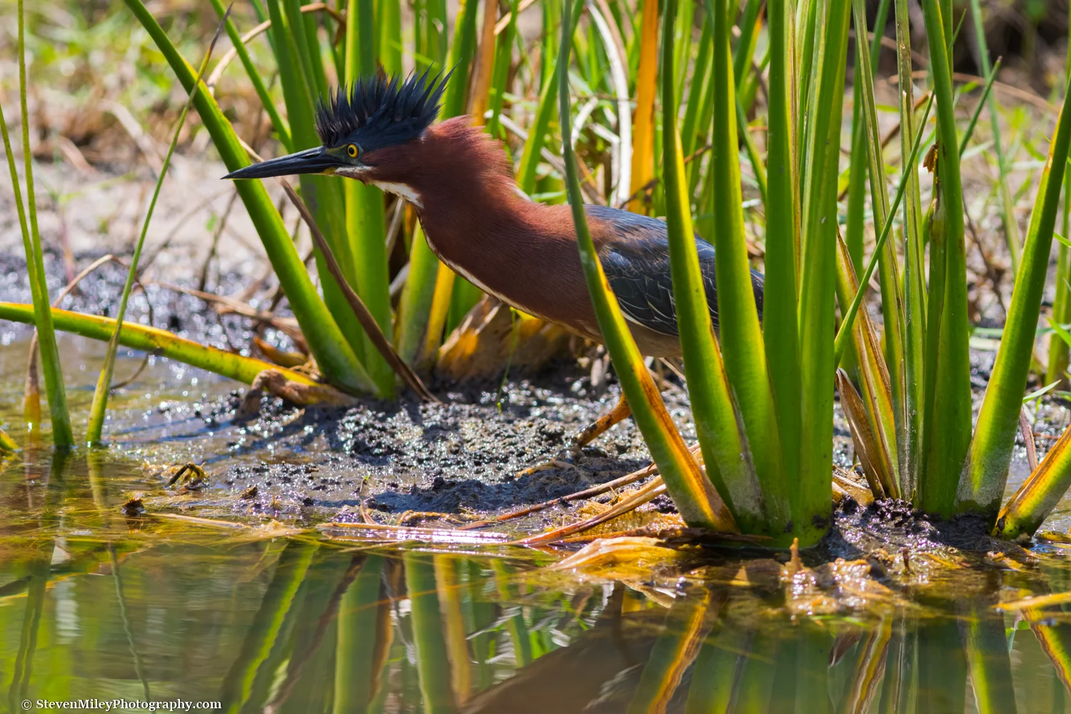 Green heron in the Viera Wetlands. Viera, Florida.