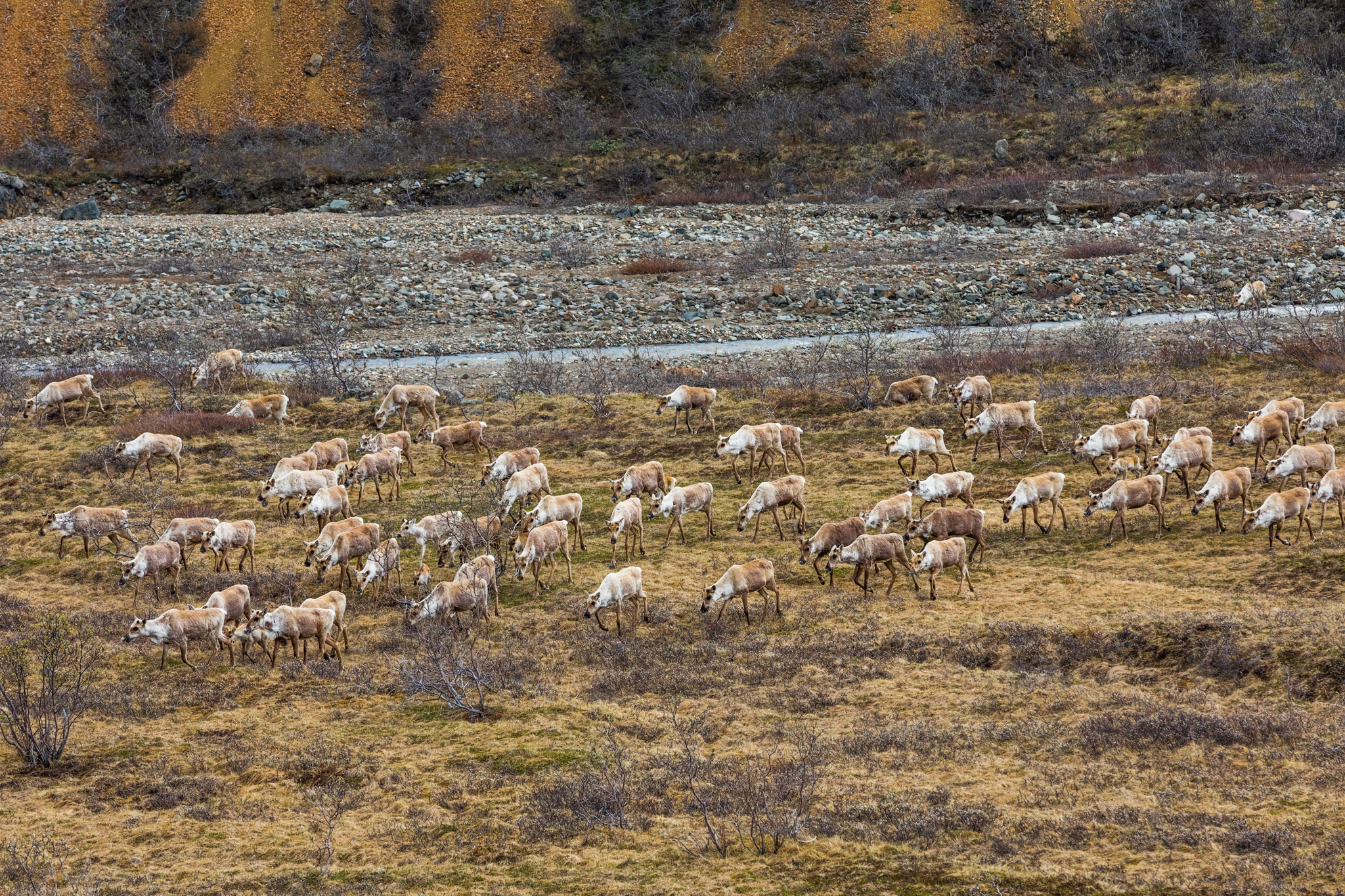 Caribou Crossing