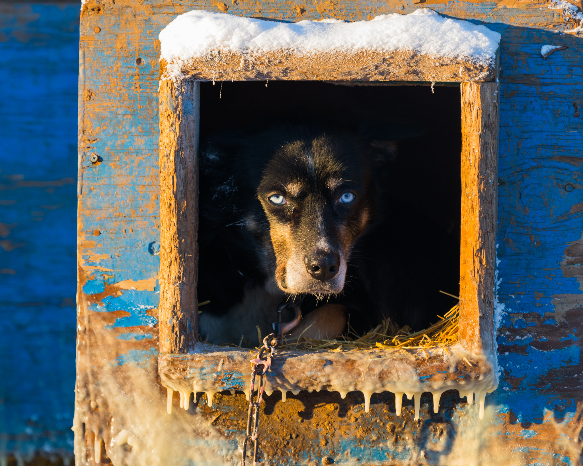 Doghouse Portrait