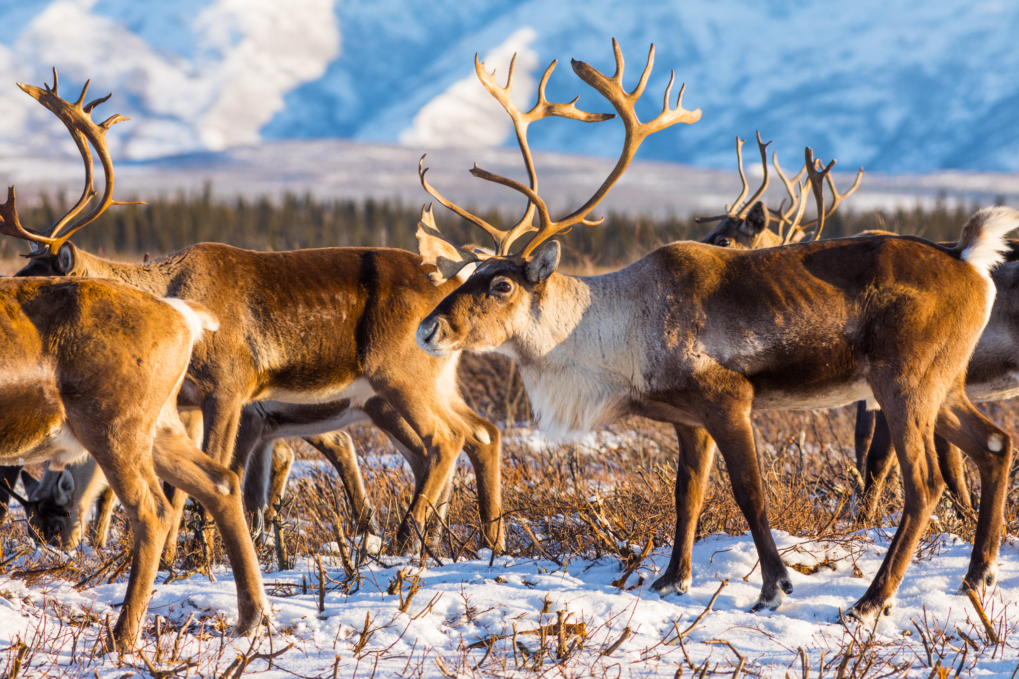 Early Winter