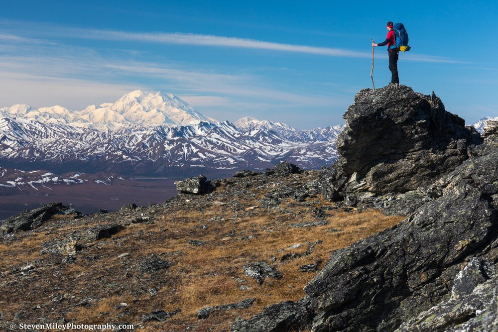 Primrose Ridge In The Spring (Denali National Park) — Steven Miley ...