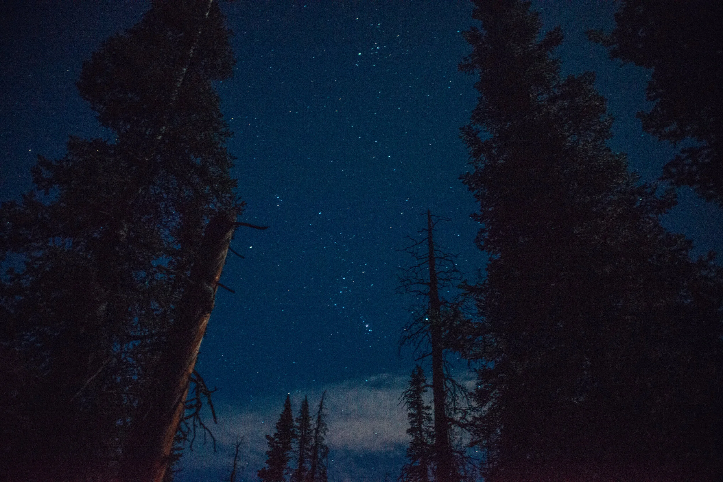 the stars will guide me