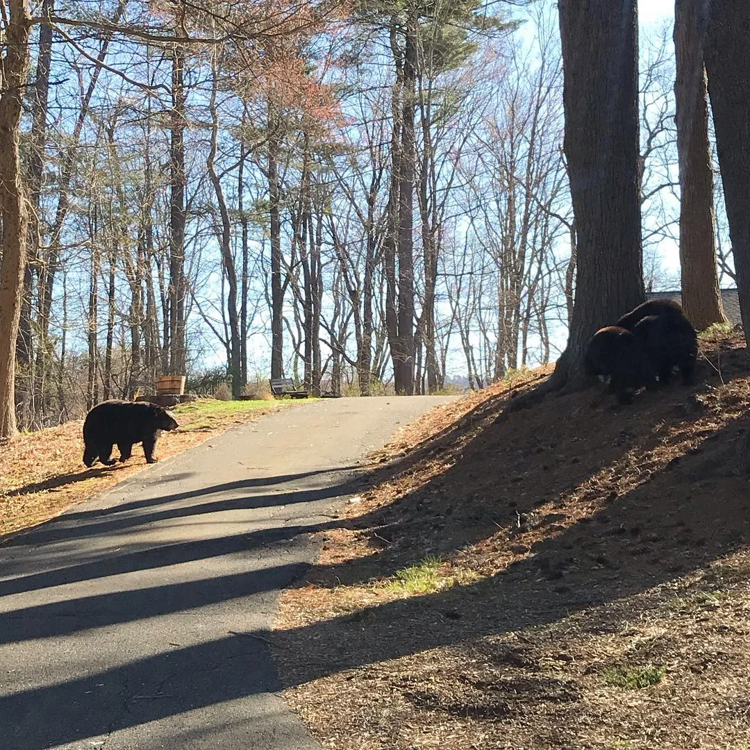 2019 bears on driveway.jpg