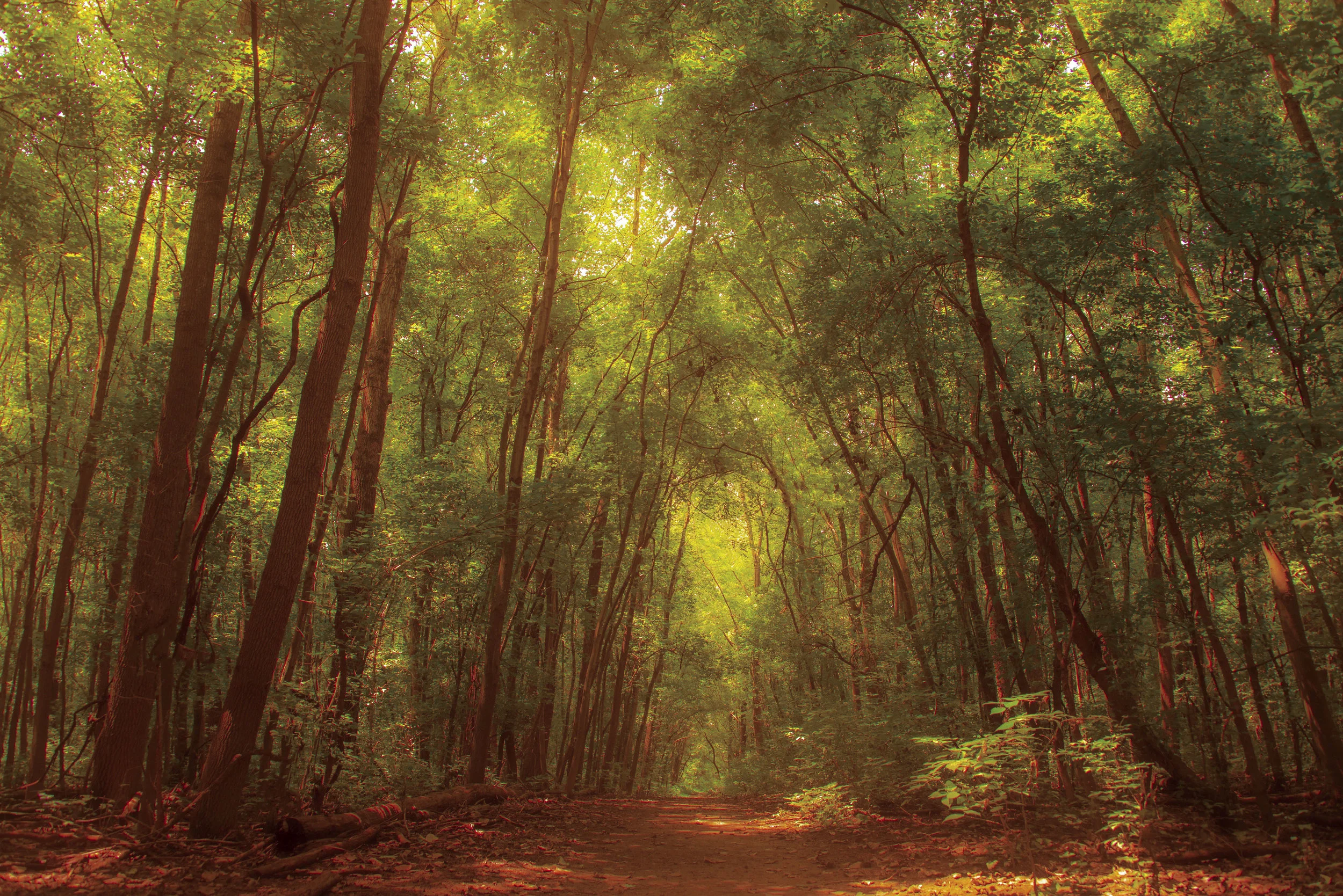 forest sanctuary_1.JPG