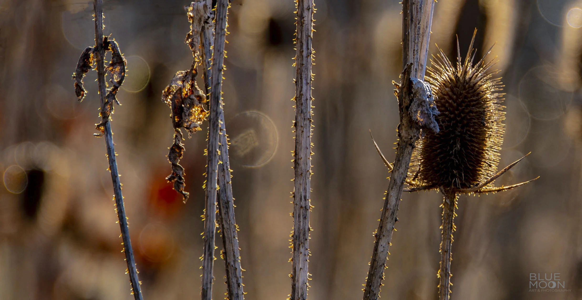 new moon Dec 2018_1.JPG