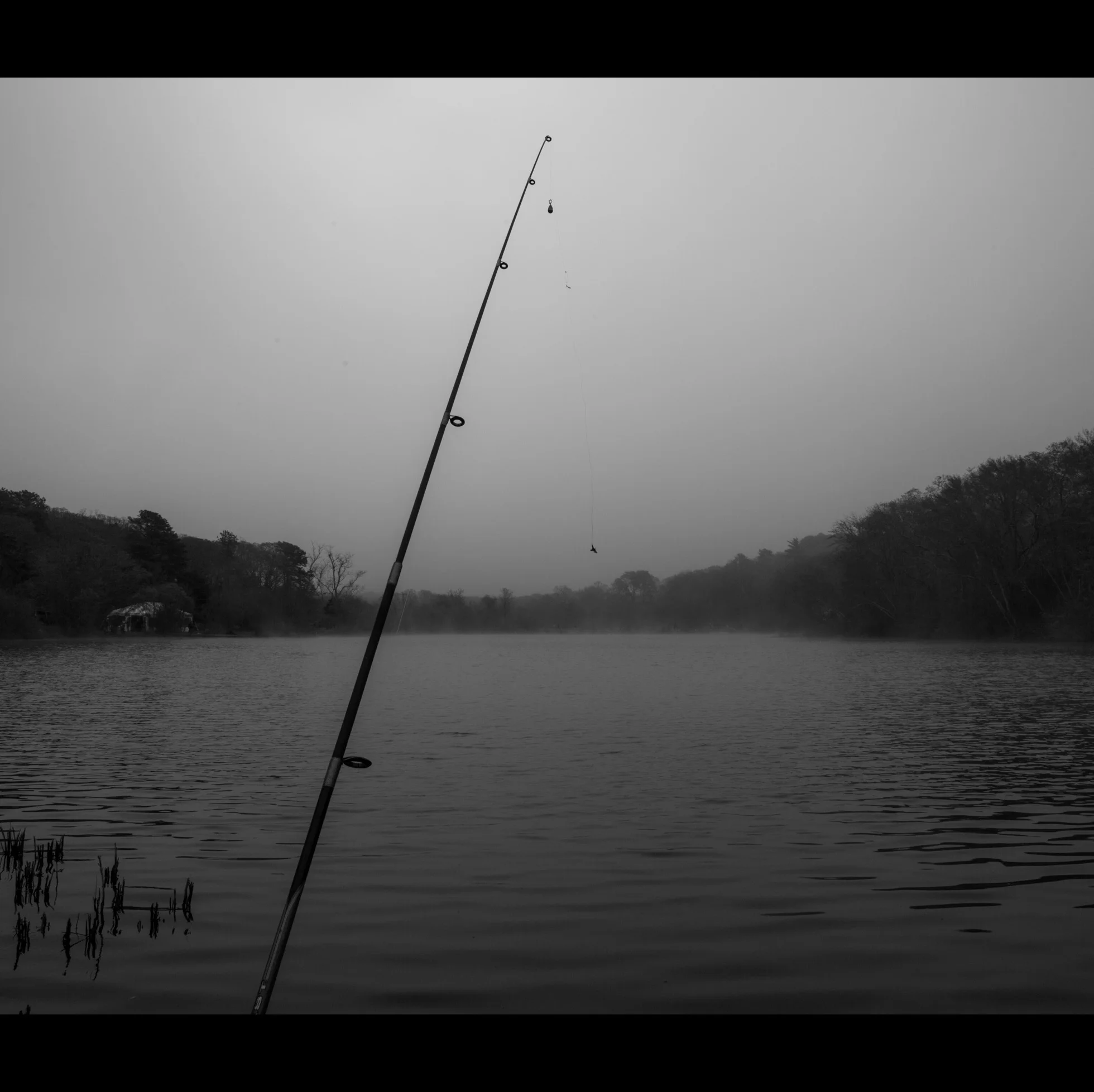 5.9 FOGGY FISH