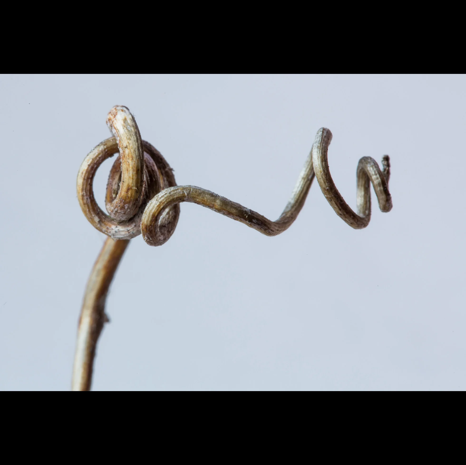 3.27 BITTERSWEET TANGLE