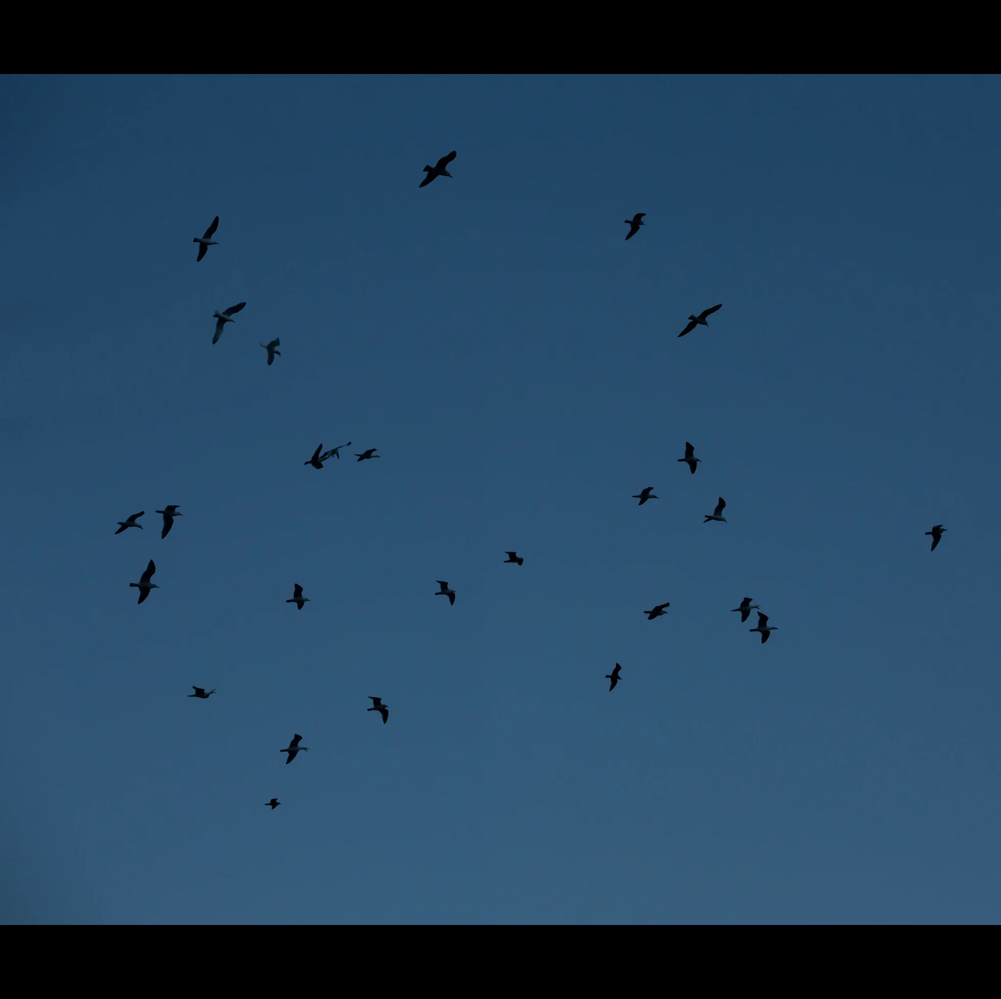 4.1 FULLER ST GULLS