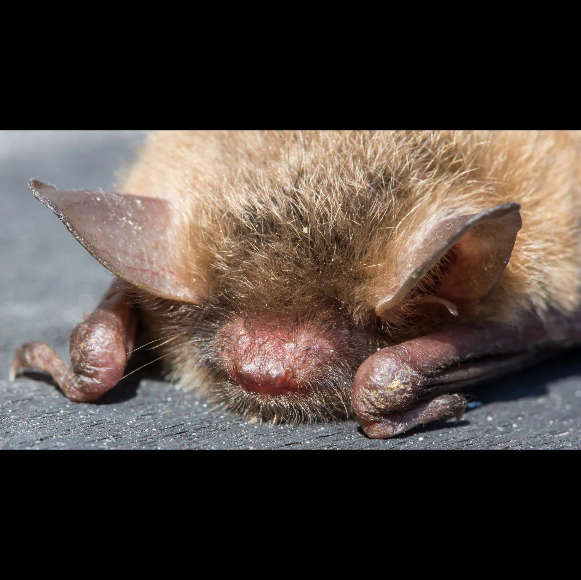 4.2 BABY BAT