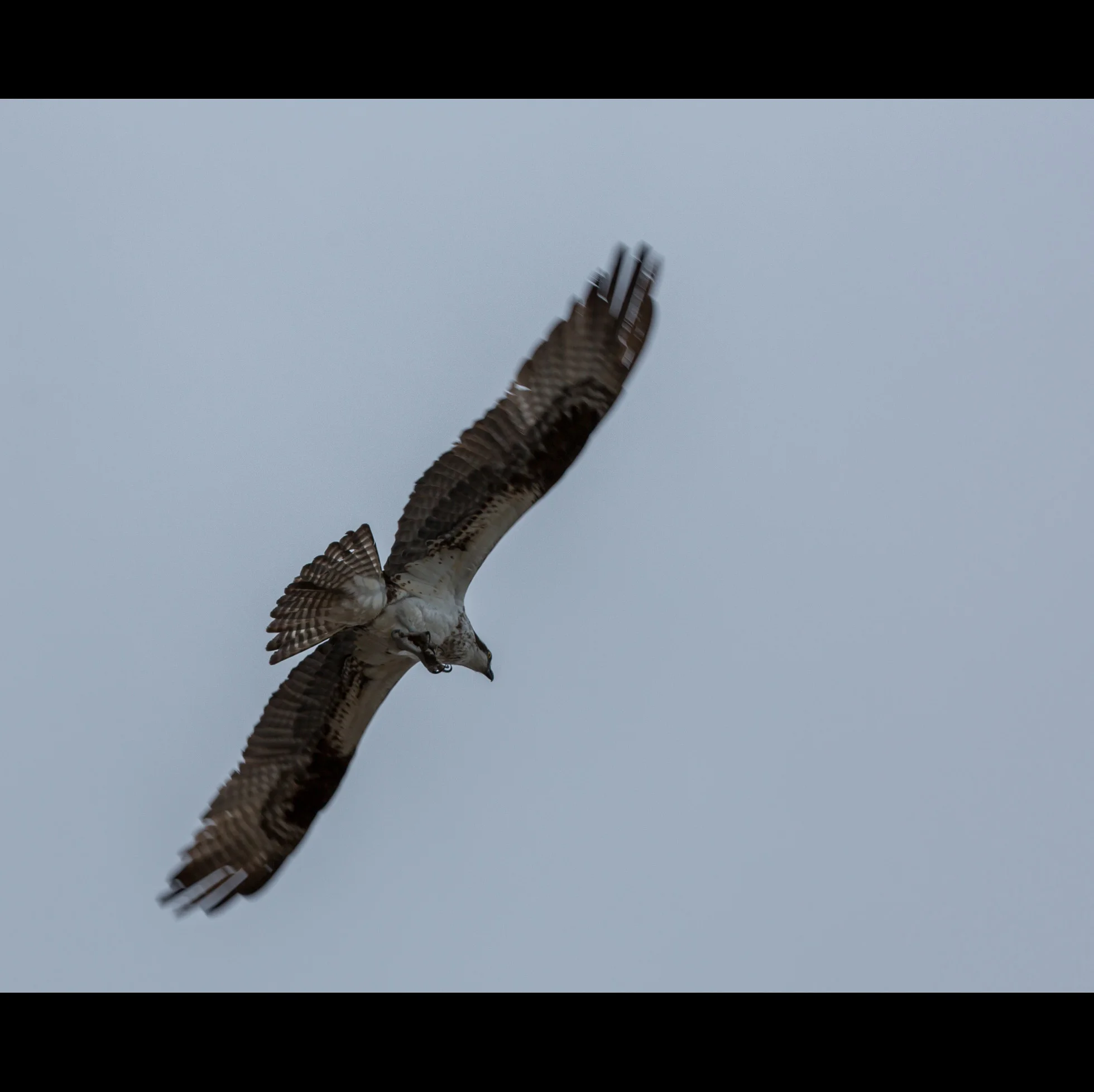 4.7 OSPREY FLYING (Copy)