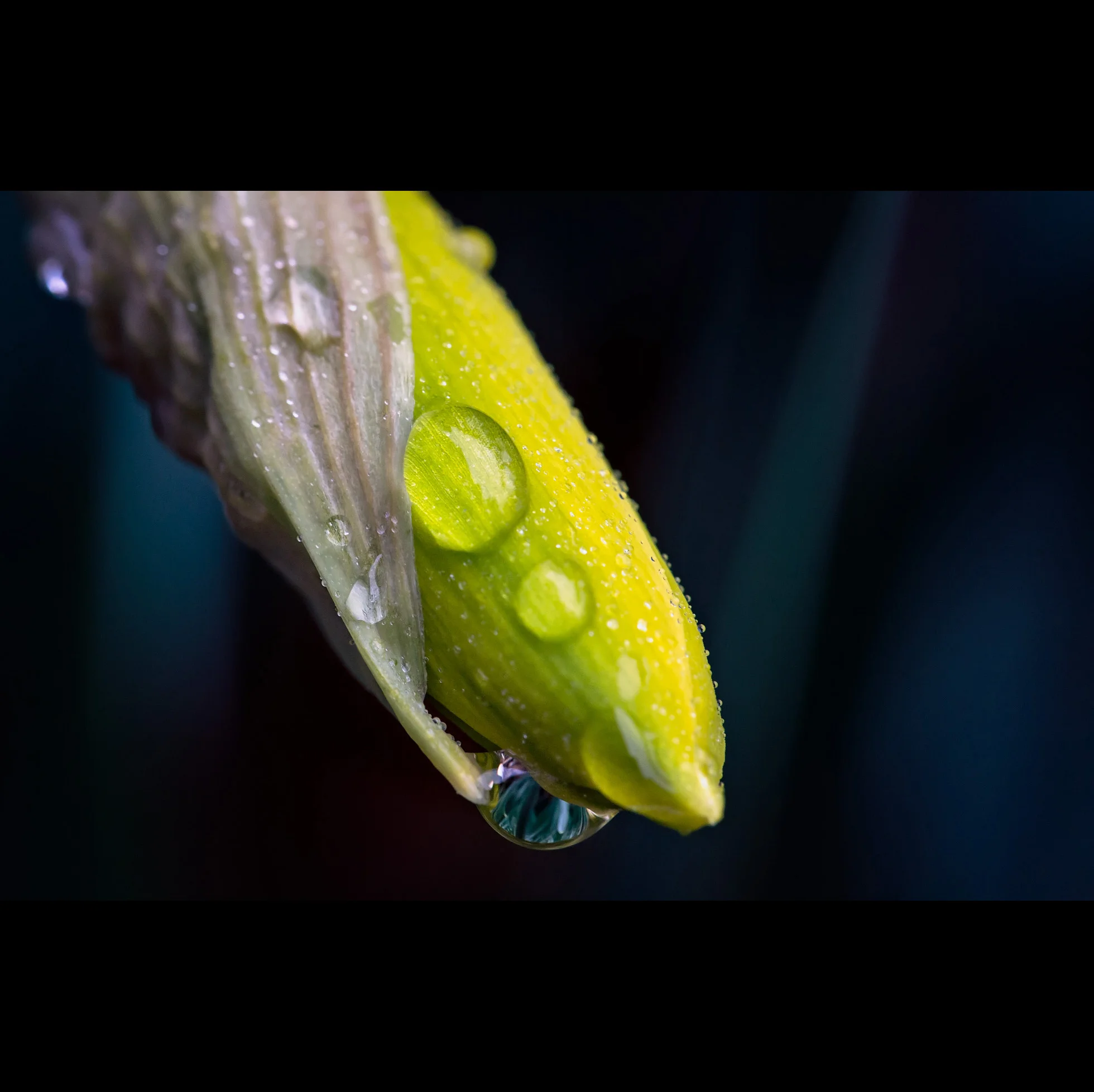 4.9 SPRING MACRO