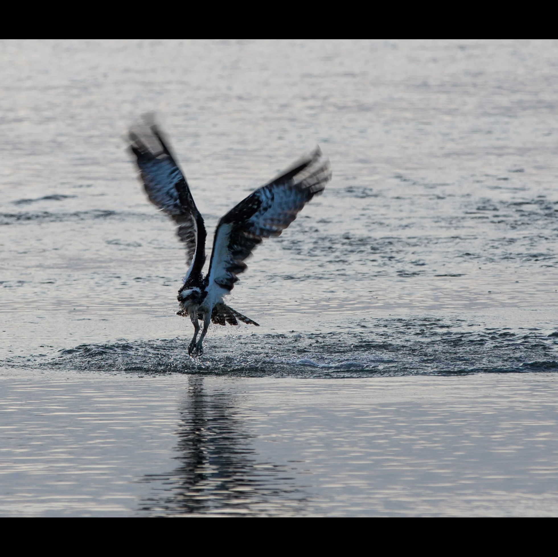 4.13 OSPREY HUNTING