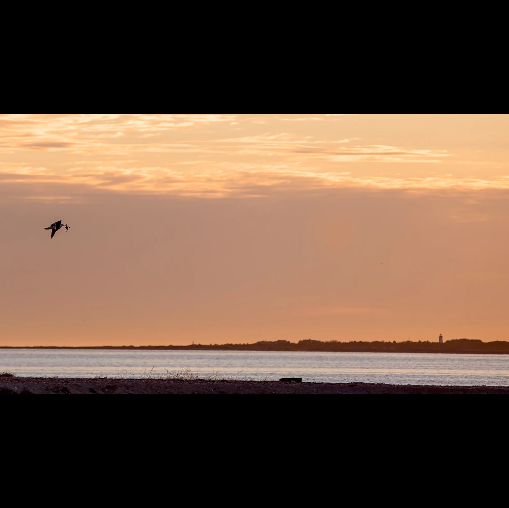 4.15 SEAGULL:1 CRAB:0