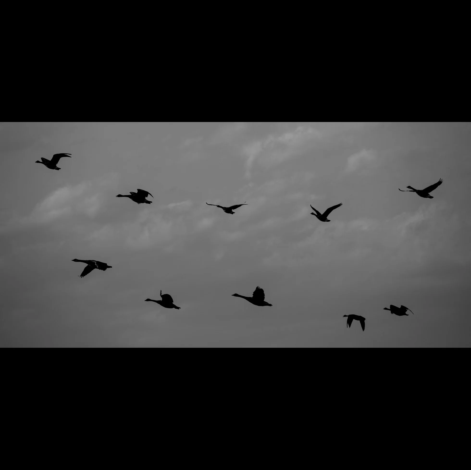4.18 WILD GEESE
