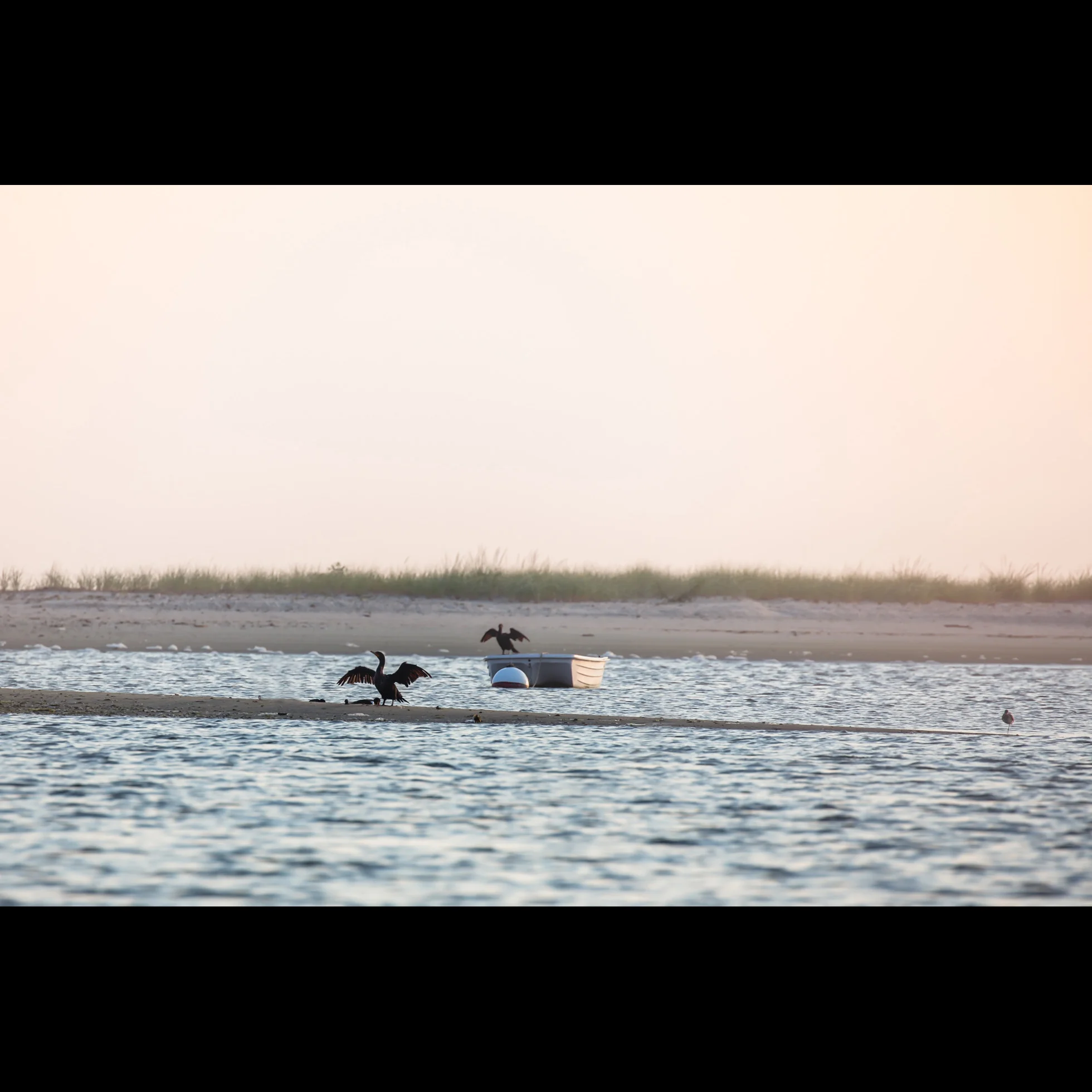 8.17 CORMORANT SHADOW