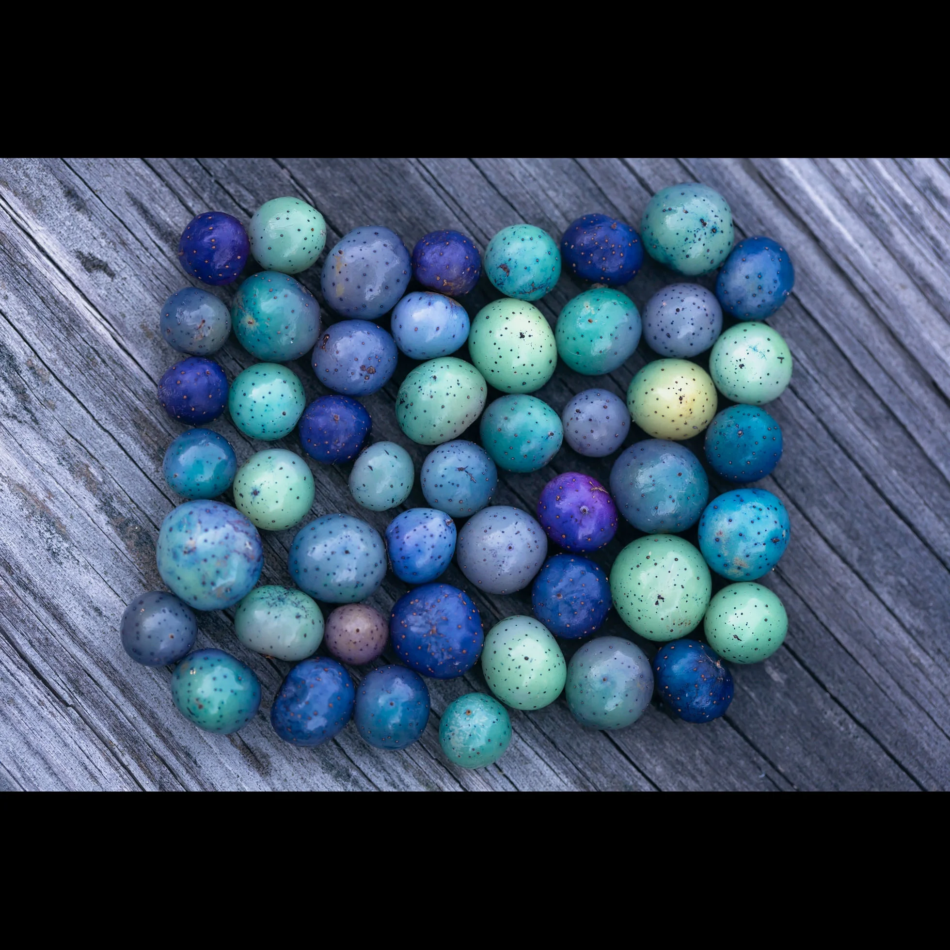10.12 SEA GRAPES