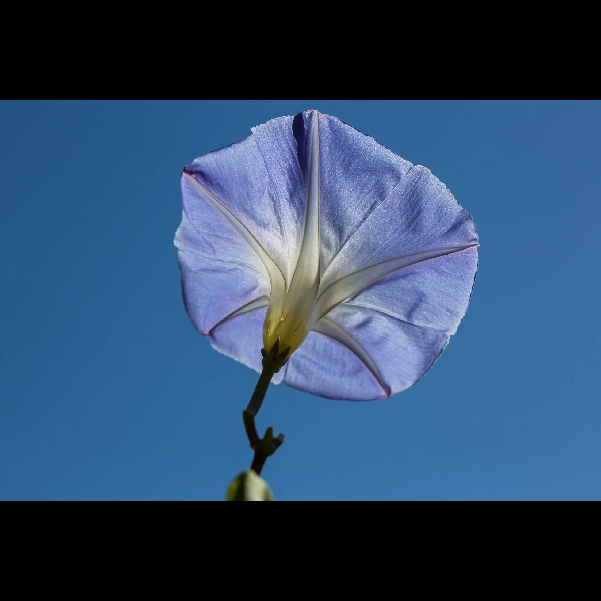 10.18 MORNING GLORY