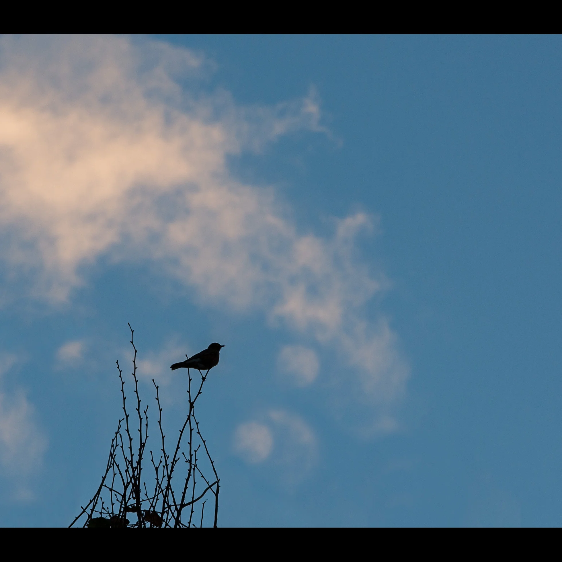 10.18 RED-WINGED BLACKBIRD