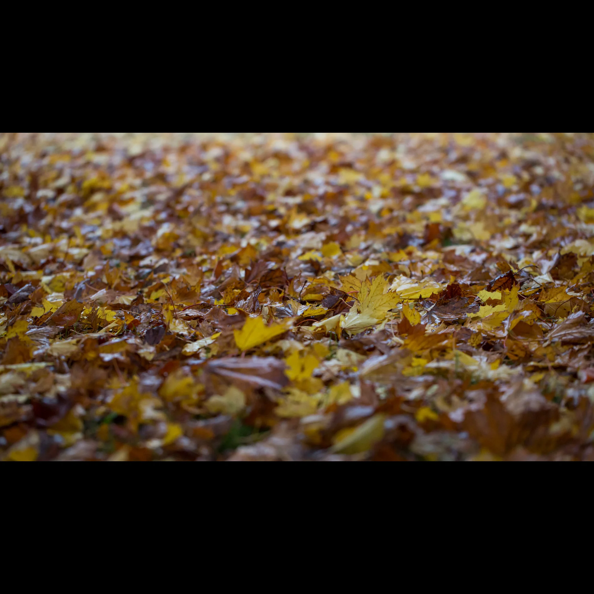 11.6 LEAF FALL