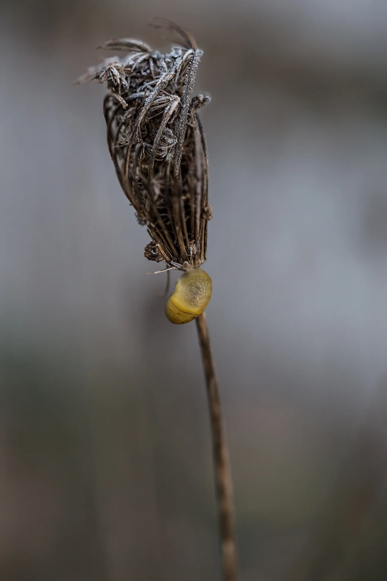 11.18 QUEEN ANNE'S FROST