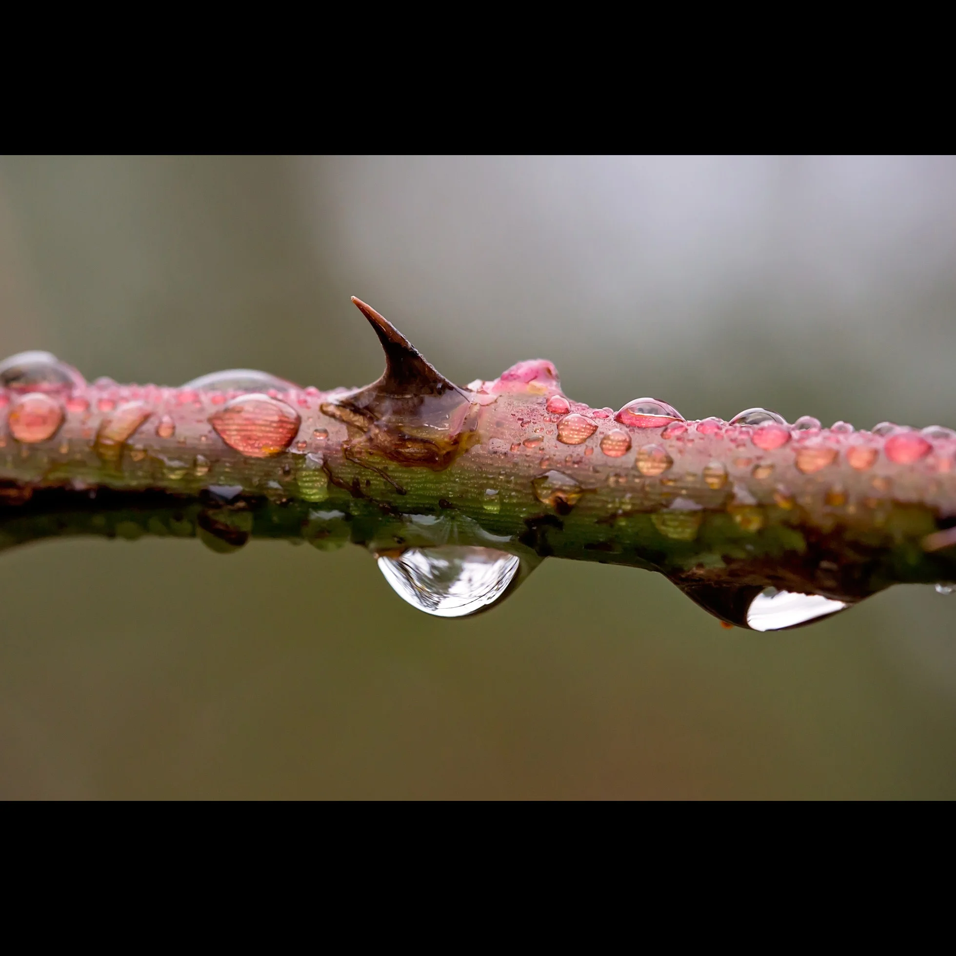 12.2 MACRO THORN