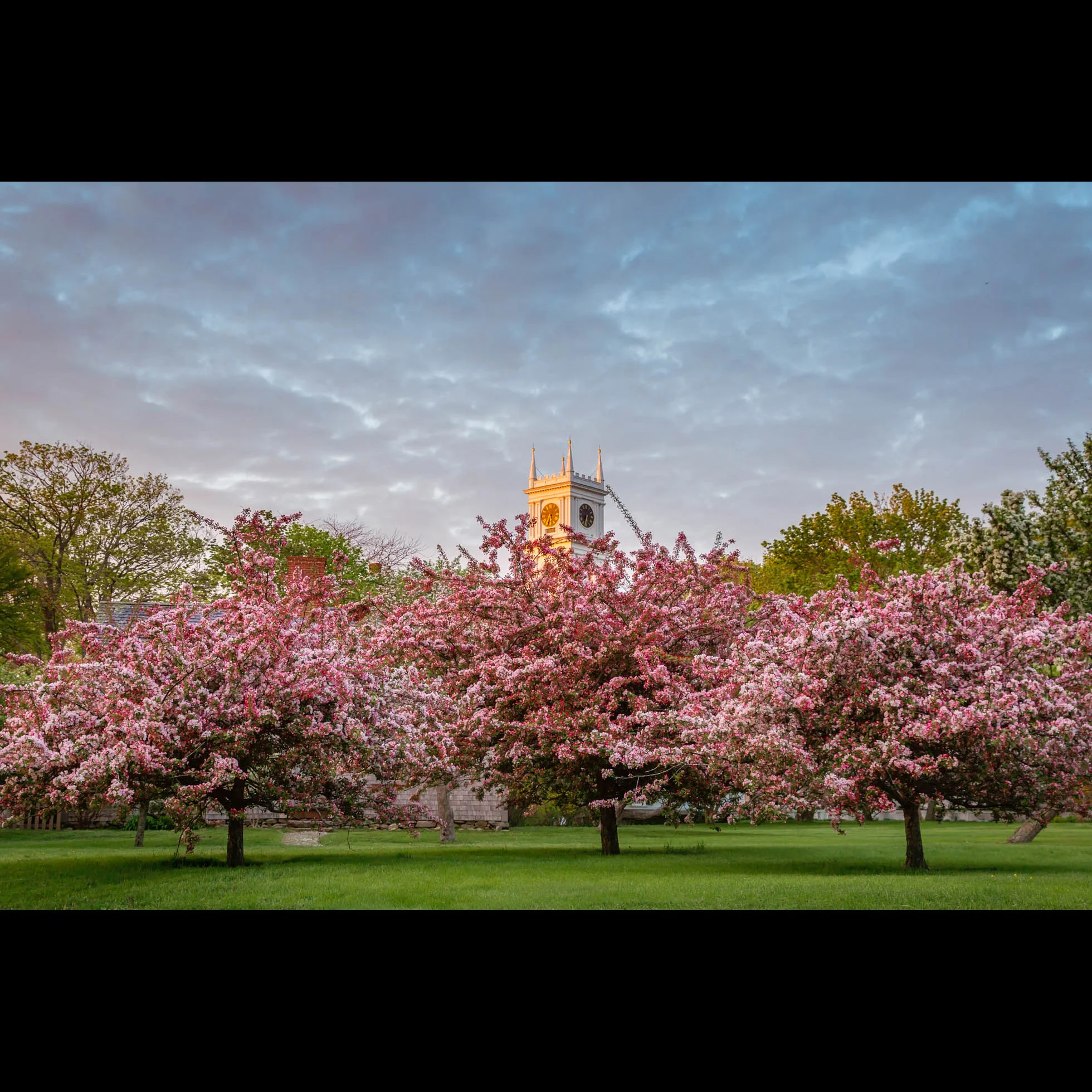 5.16 WHALING CHURCH BLOSSOMS