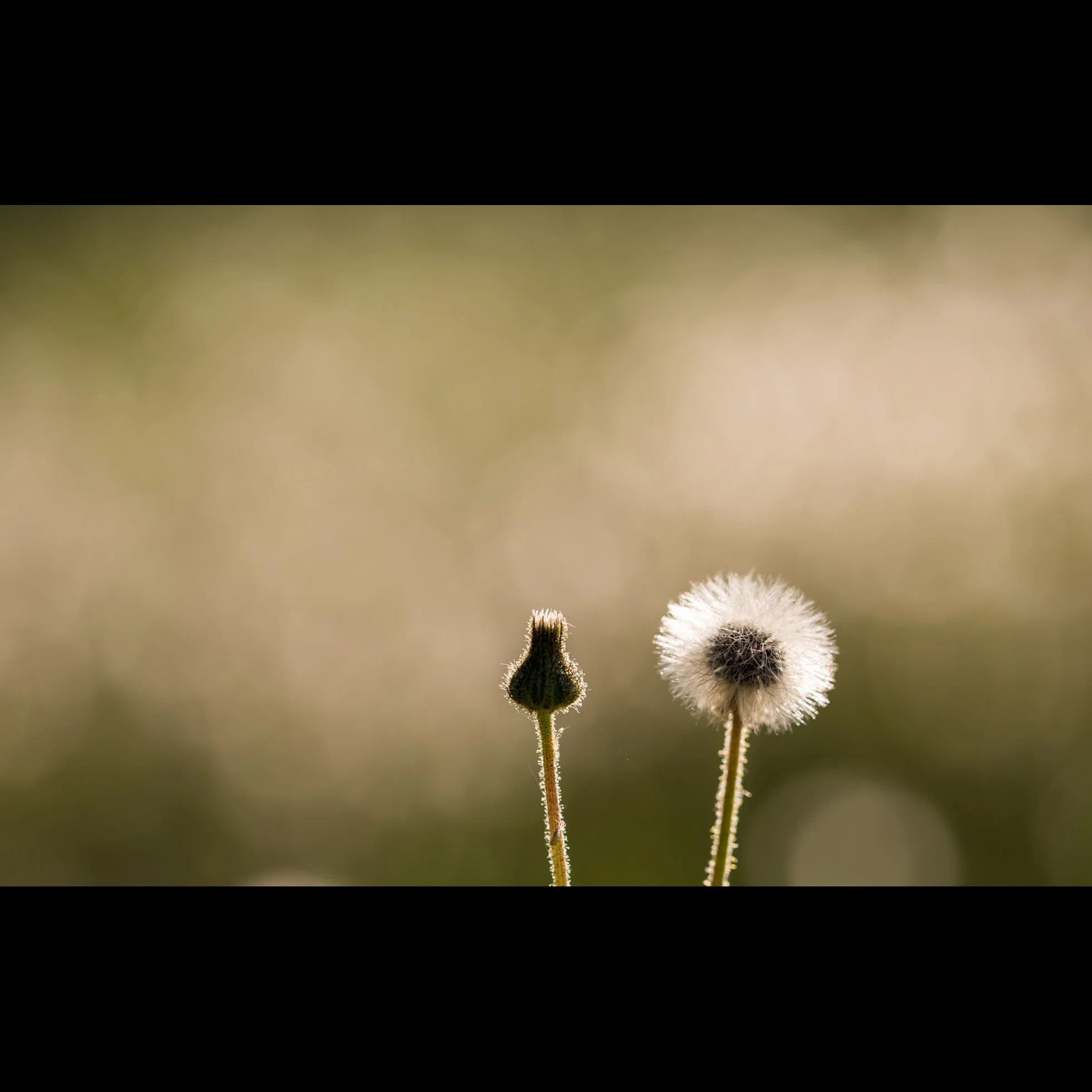 6.15 DANDELION PAST TENSE