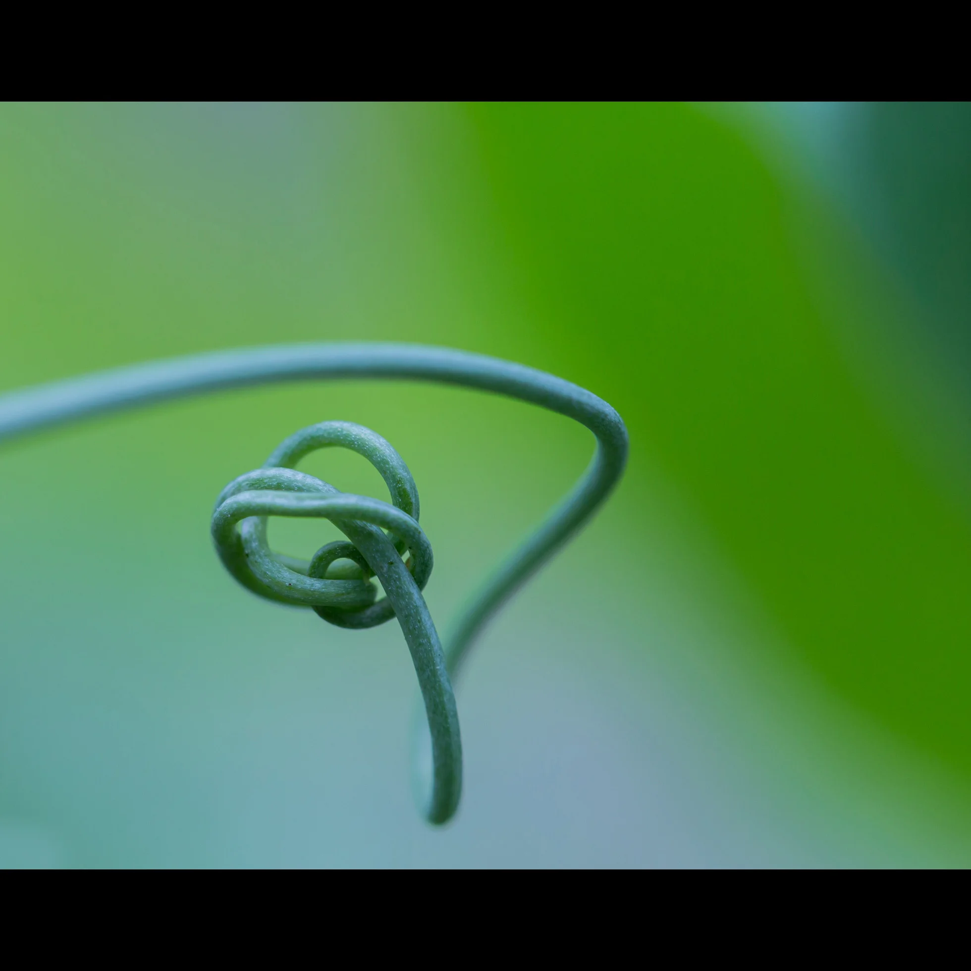 6.16 PEA WINDING