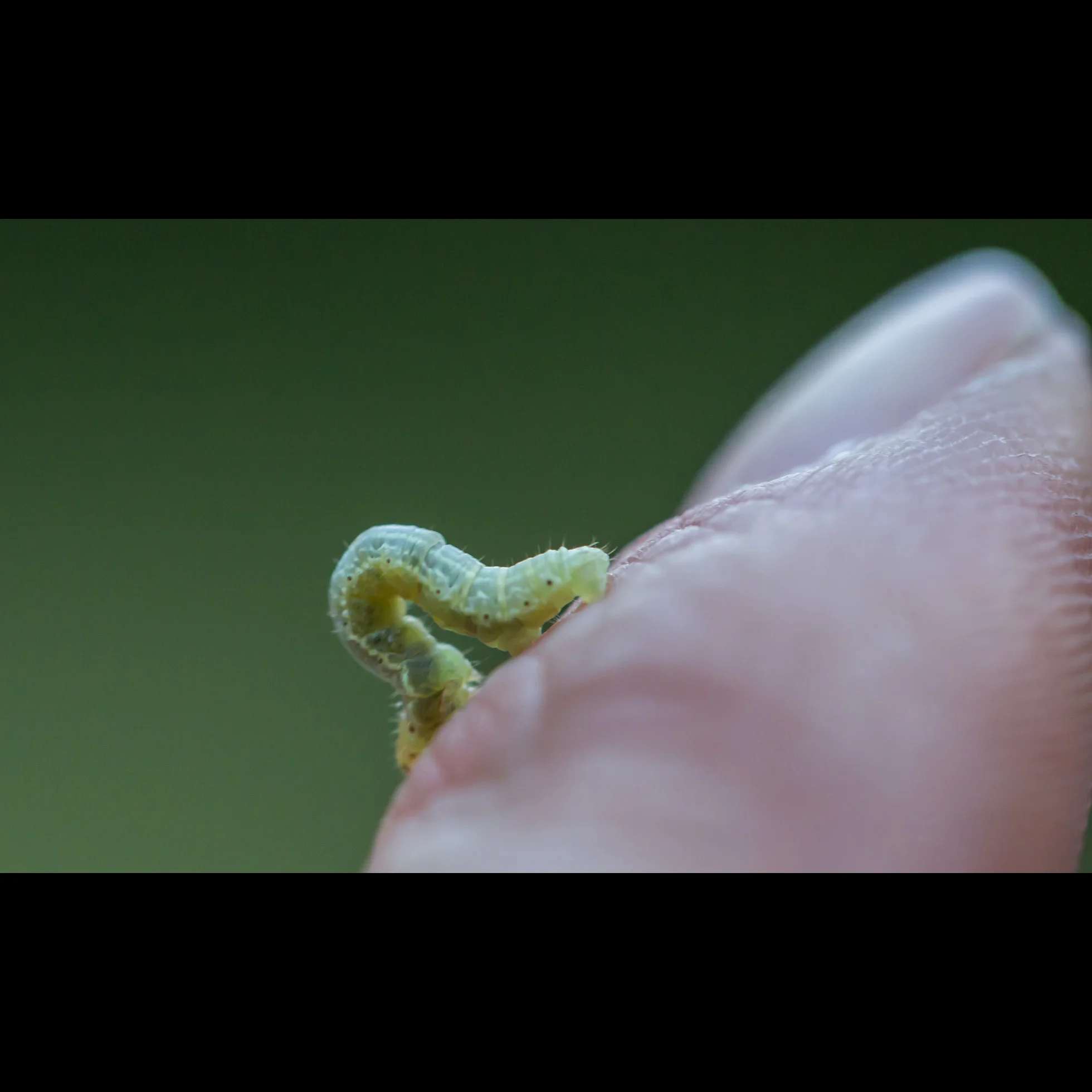 5.22 INCHWORM MACRO