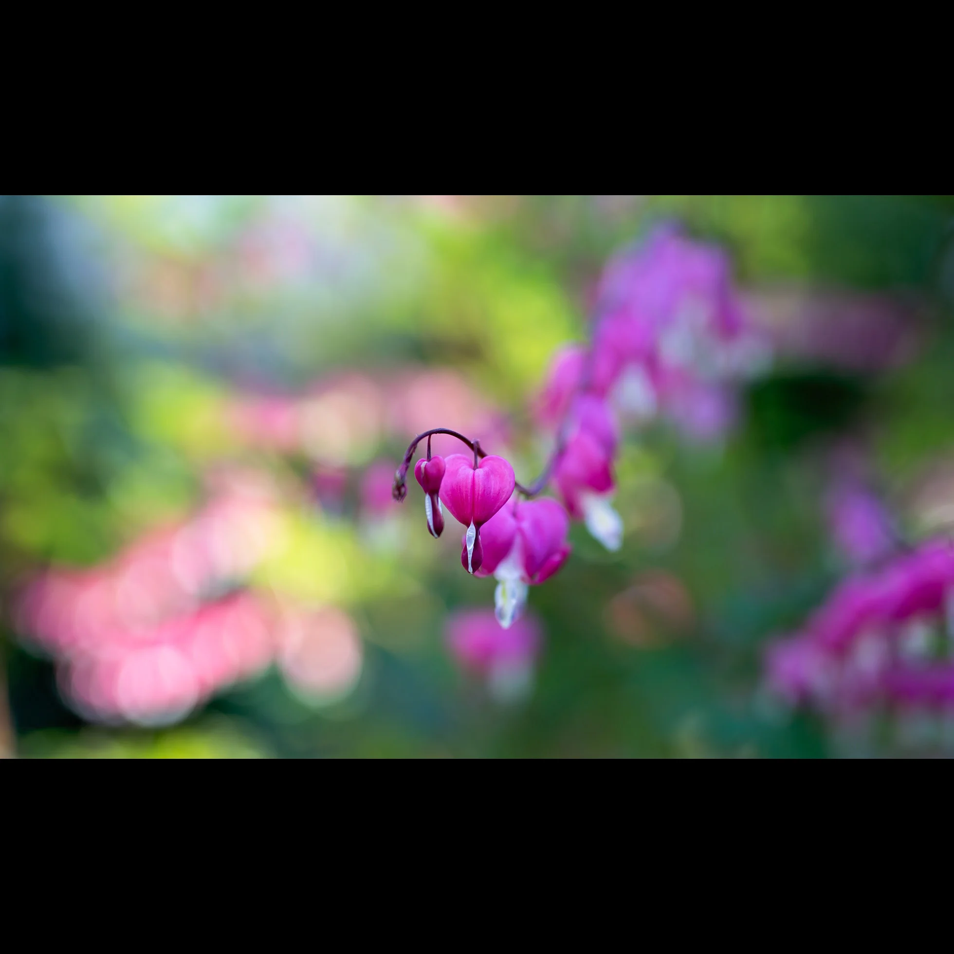 5.22 LANTERN HEART