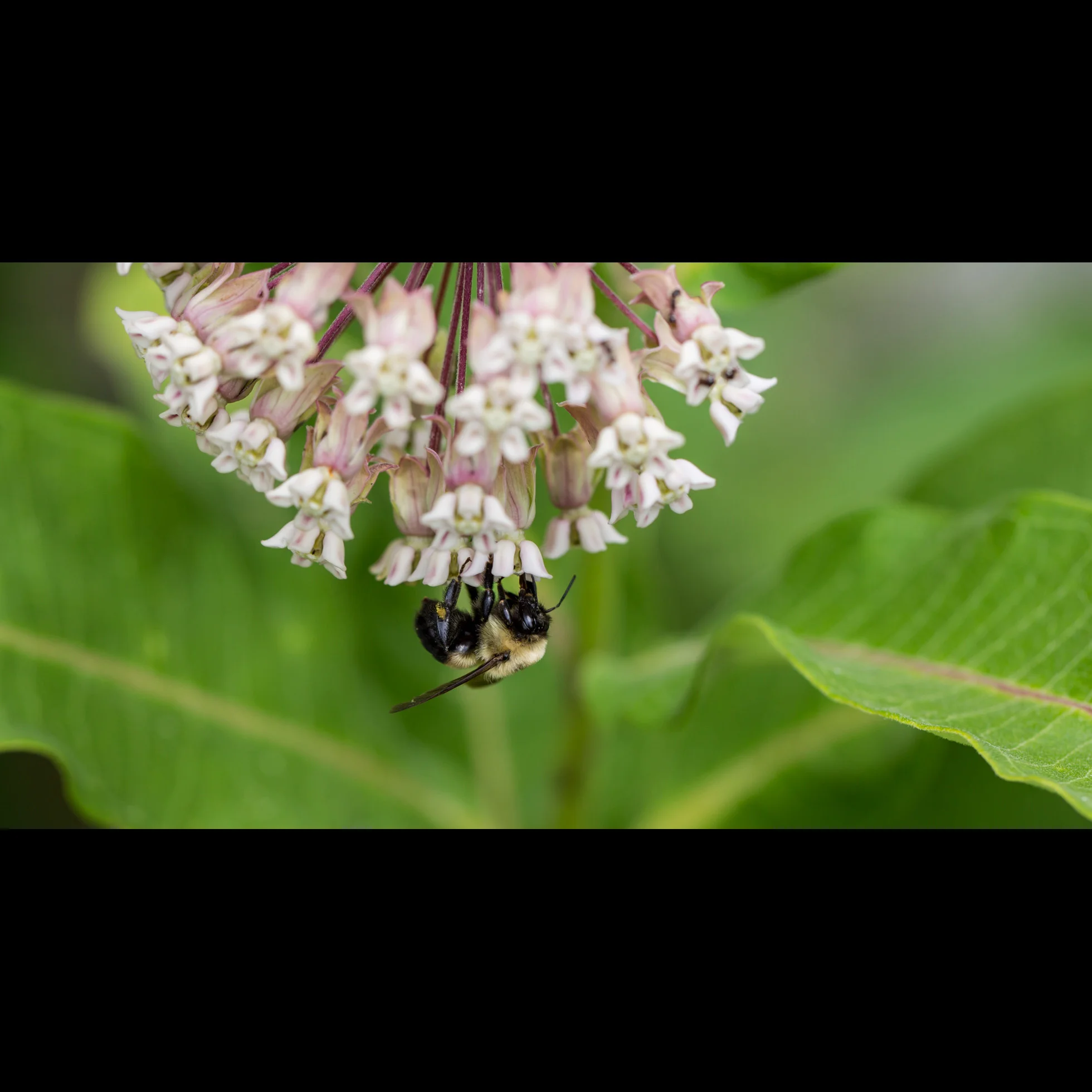 7.11 BEE MACRO