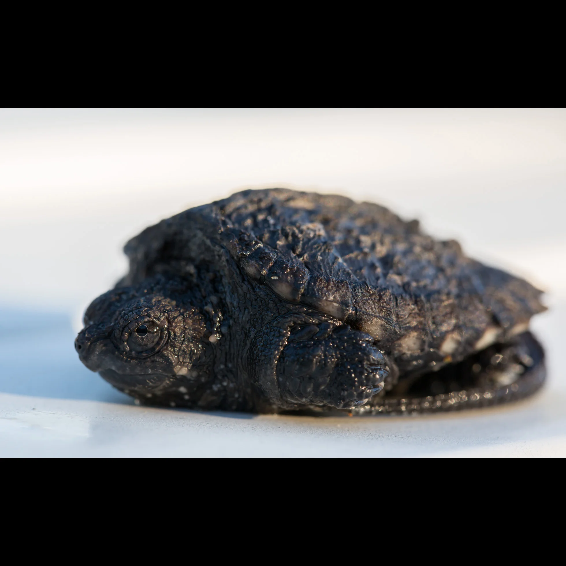 10.10 LITTLE SNAPPER