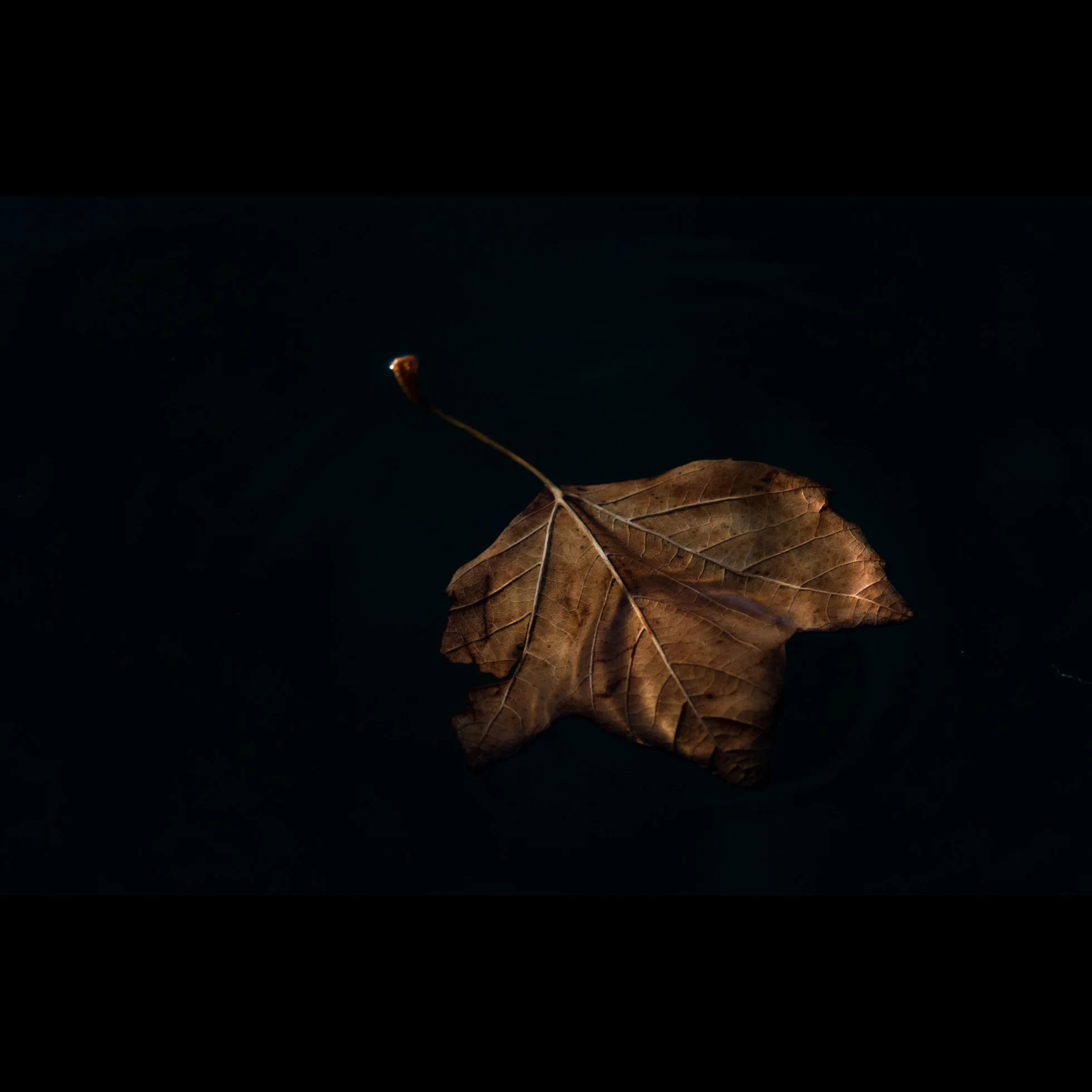 11.10 FLOATING LEAF