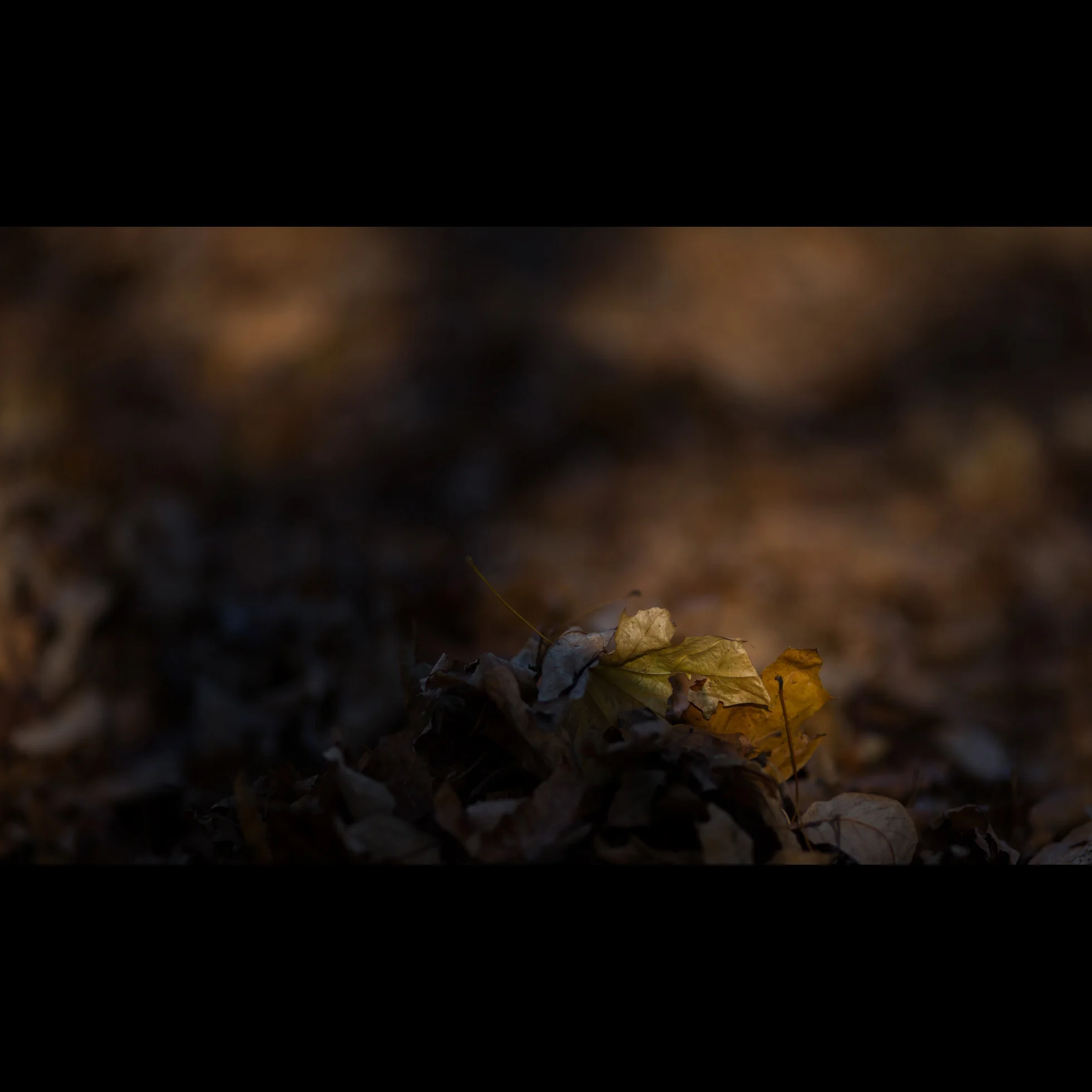 11.29 LEAF GLOW